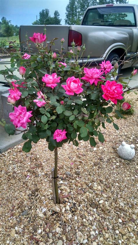 Double Knockout Rose Tree Bubble Gum Pink Knockout Rose Tree