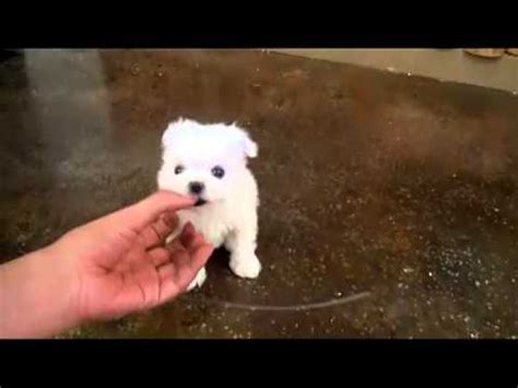 All our maltese puppies for sale are paper trained prior to. teacup maltese for sale teacup puppies teacup yorkie puppy ...