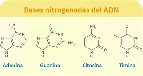 Base Nitrogenada Que Forma Parte Del Adn Dinami
