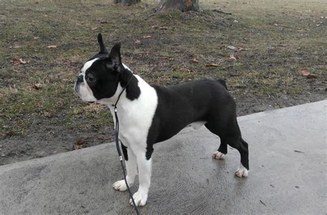 Any angst about their behavior, however, soon melts when they look up at you with those huge, round eyes that seem to say \\i love you.\\ the boston terrier's small size and lively, affectionate nature make him a great family pet and companion. Boston Terrier