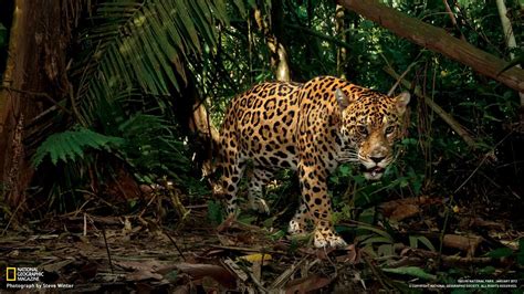 Jaguar Équateur National Geographic Fond Décran Aperçu