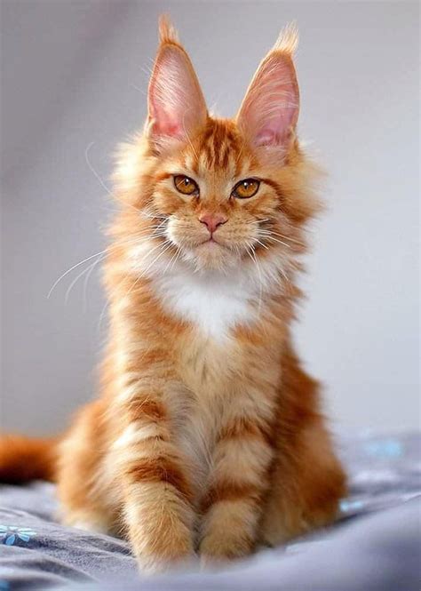 70 Cute Maine Coons Kittens That Are Absolutely Adorable