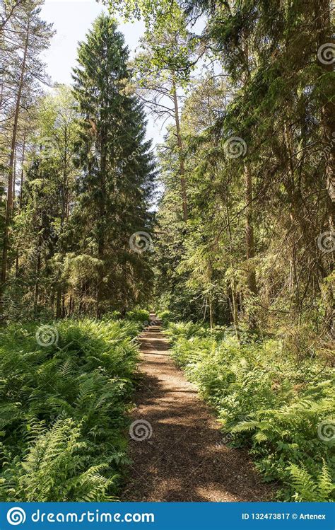 Trail In The Woods In Beautiful Spring Landscape Walking Path In The