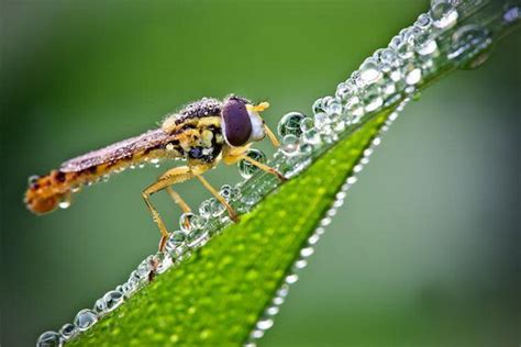 Stunning Macro Photos Of Insects Covered With Dew Design Swan