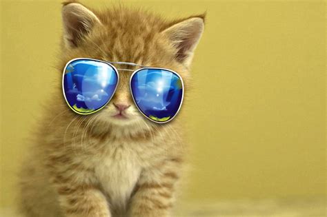 Cute Animals Wallpapers (62+ images)