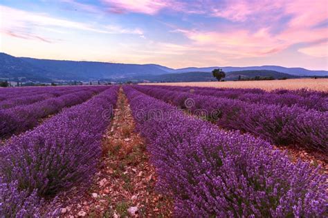 Beautiful Landscape Of Lavender Fields At Sunset Near Sault Stock Image