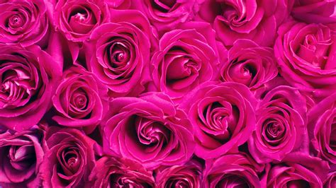 Download Wallpaper 1920x1080 Roses Pink Flowers Bouquet