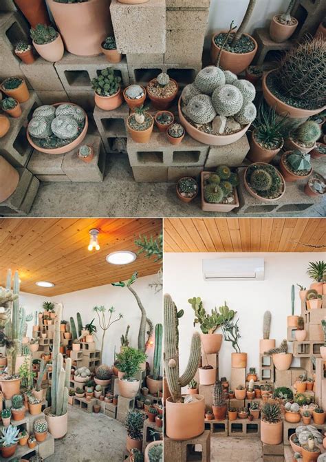 15 Cactus Garden Ideas