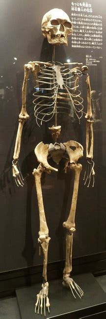 10 Oldest Human Skeletons In The World