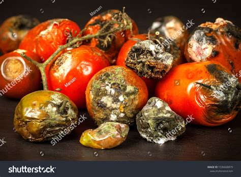 Moldy Tomatoes Storage Vegetables Unhealthy Food Stock Photo 1536668879