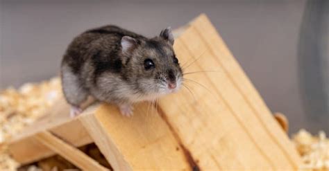 Dwarf Hamster Lifespan How Long Do Dwarf Hamsters Live A Z Animals