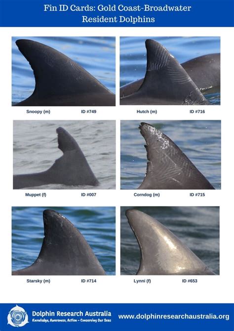 Gold Coast Dolphin Population Dolphin Research Australiaorg