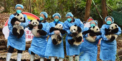 Newborn Giant Panda Makes Noisy Public Debut