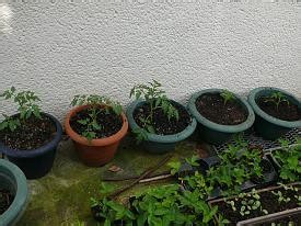 Ein vorziehen der gurken auf dem fensterbrett sollte nicht früher, als zwei bis drei wochen vor der aussaat im freiland erfolgen. Wann anfangen, Tomatenstauden etc. fürs Pikieren ...