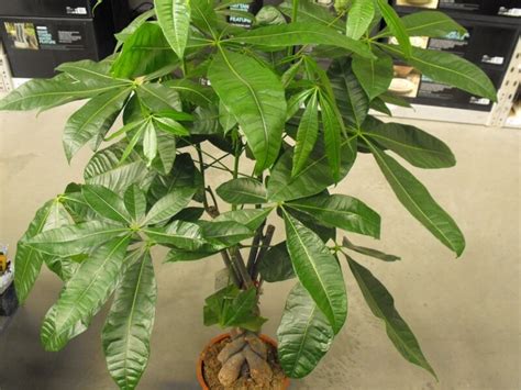 Pilea leaves curl in three different ways. Mexican Fortune Tree - Braided Money Tree - Pachira Aquatica