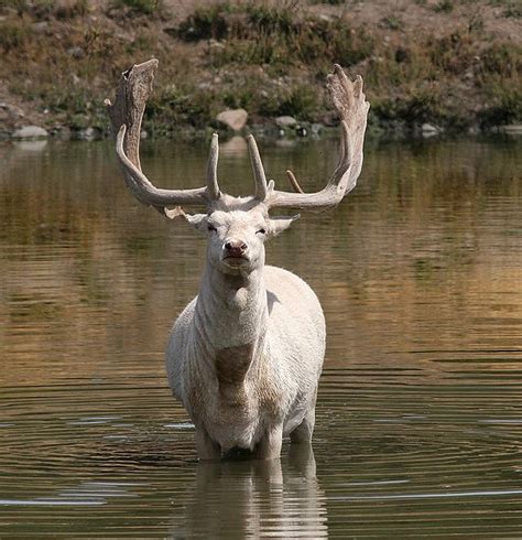 White Fallow Deer By Faye Pekas Via Flickr Fallow Deer Deer Deer