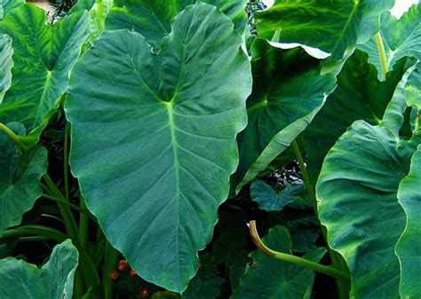 Elephant Ear Toxic Plant Of The Week The Equinest