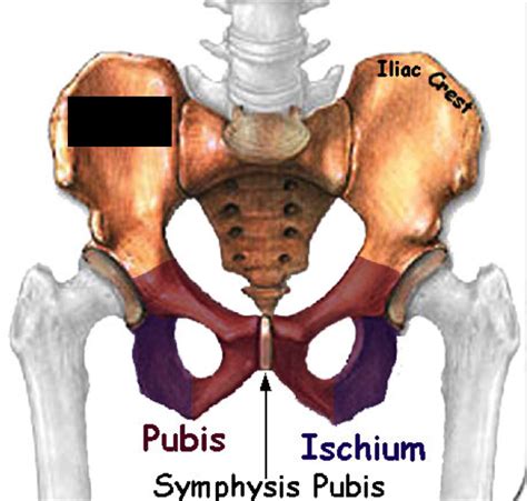 Print Lower Extremity Bones Flashcards Easy Notecards