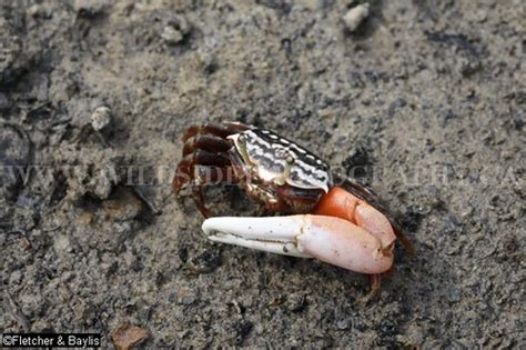 38524 Male Fiddler Crabs Uca Annulipes On Mudflats In Ch… Flickr