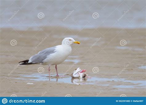 A European Herring Gull Eating A Fish On The Beach Stock Photo Image