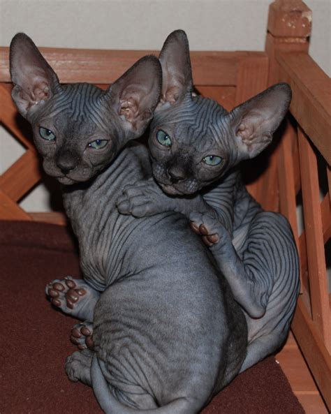 The Sphynx Cats Characteristics History And Pictures