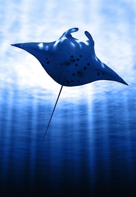 Manta Ray Ocean Creatures Manta Ray Ocean Animals