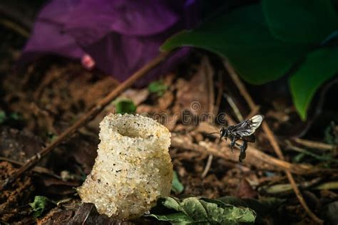 The Ground Nesting Stingless Bee Flying Back To Its Nest Stock Image