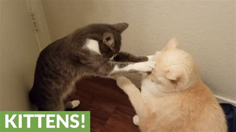 Hilarious Cat Fight Takes Unexpected Turn Youtube