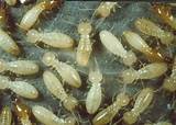 Images of Termites Attracted To Light