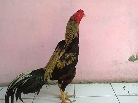 Warna bulu yang menjadi ciri khas ayam aduan indonesia adalah ayam bangkok jalak atau yang umum dikenal dengan wido. Warna Ayam Pamangon Wido Yang Bagus : Ciri-ciri Ayam ...