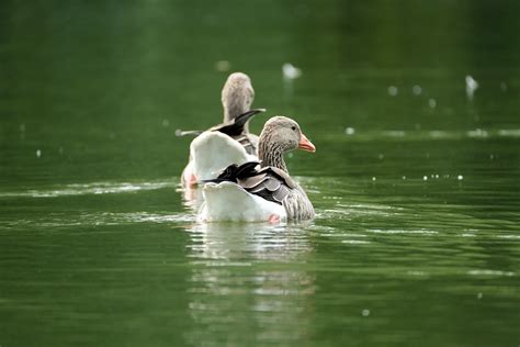 Goose Greylag Lake Free Photo On Pixabay