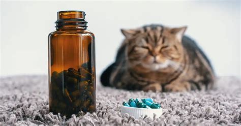 Pode Dar Nimesulida Para Gatos