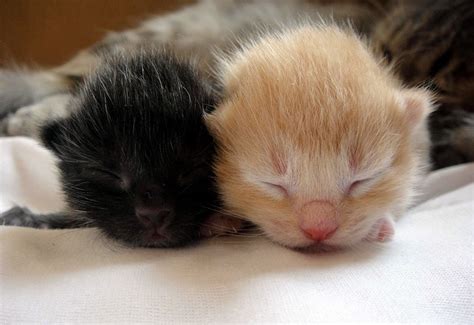 Cute New Born Kittens Sleeping Newborn Kittens Pinterest