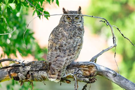 Great Horned Owl In Fort Yellowstone Nps Jacob W Frank