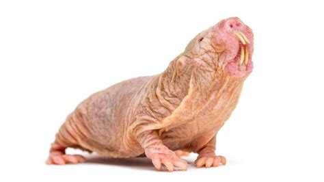 10 Of The Worlds Ugliest Animals So Homely Theyre Cute Howstuffworks