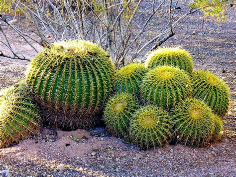 I have recently developed a slight obsession around barrel cactus. Garden Zone 13 (Sunset Guide) or Zone 9 (USDA Zones: a ...