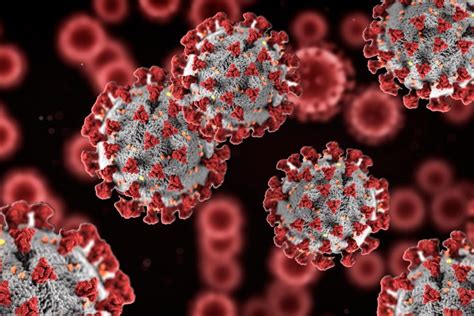 2019 novel coronavirus, wuhan seafood market pneumonia virus) — оболочечный одноцепочный. Australian Researchers Set to Begin Clinical Trials on ...