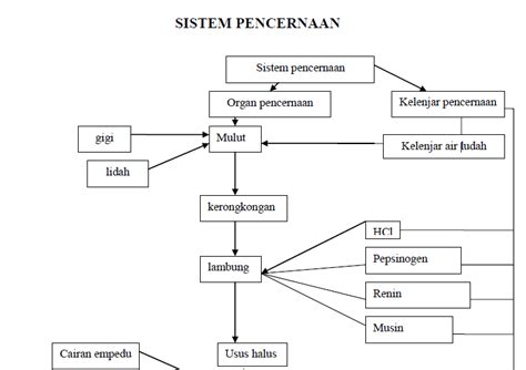 Peta Konsep Sistem Pencernaan Pada Manusia Pdf To Word Imagesee