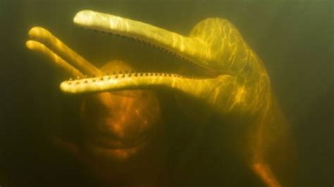 New River Dolphin Species Discovered