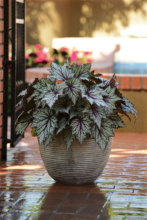 10 Plants That Will Thrive In The Shade Potted Plants Outdoor Potted