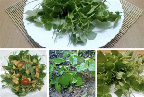 Daun pokok sireh hasil bajaan caradex. Ramai Tak Tahu Khasiat Pokok Sirih Cina. Lelaki Ini Kongsi ...