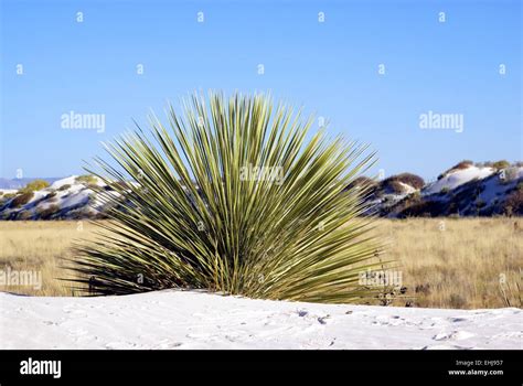 Cactus Growing In Sand At White Sands National Monument In Southern New