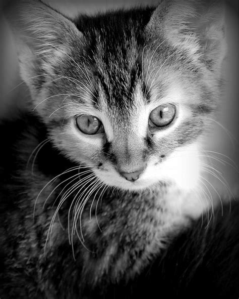Black And White Kitten Profile Photograph By Rebecca Davis Fine Art