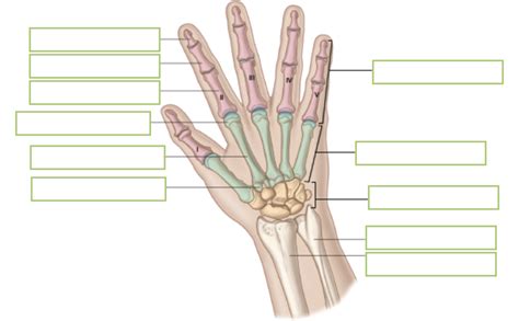 Chapter 7 Lo 7 Skeletal System Bones Of The Hand Diagram Quizlet