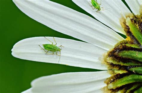 Common Spring Lawn Pests
