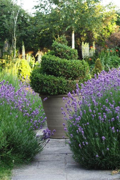 Brilliant Low Maintenance Plants For Beautiful Gardens The Middle