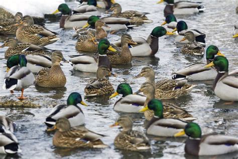 Large Group Of Ducks Swimming In River Stock Image Image Of Bird