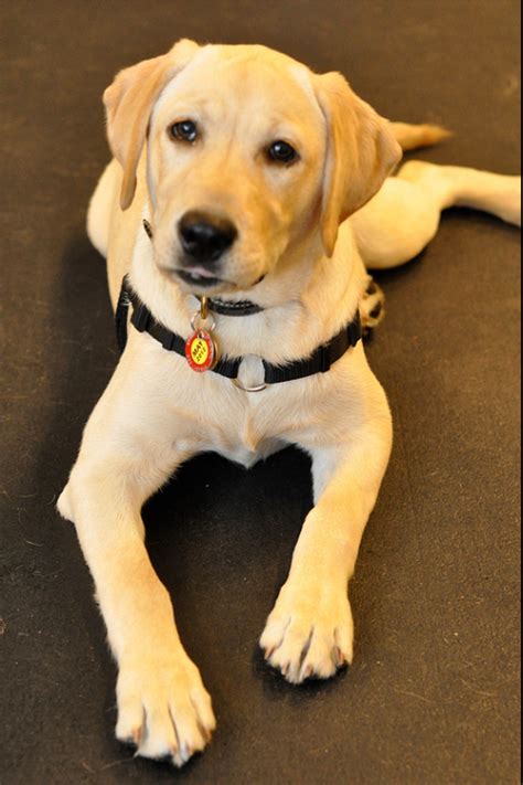 Breed review: Labrador retriever puppies and dogs - Argos ...