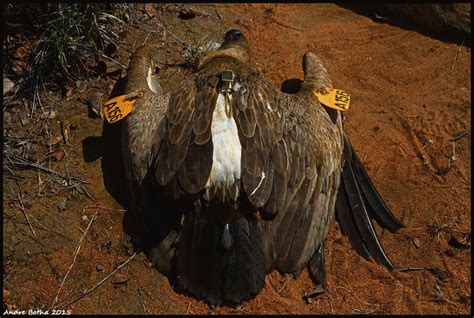 Second Mass Poisoning Of Vultures Hits Kruger Lowvelder