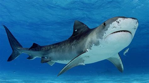 Tiburón Toro Características Alimentación Ataques Y Mas